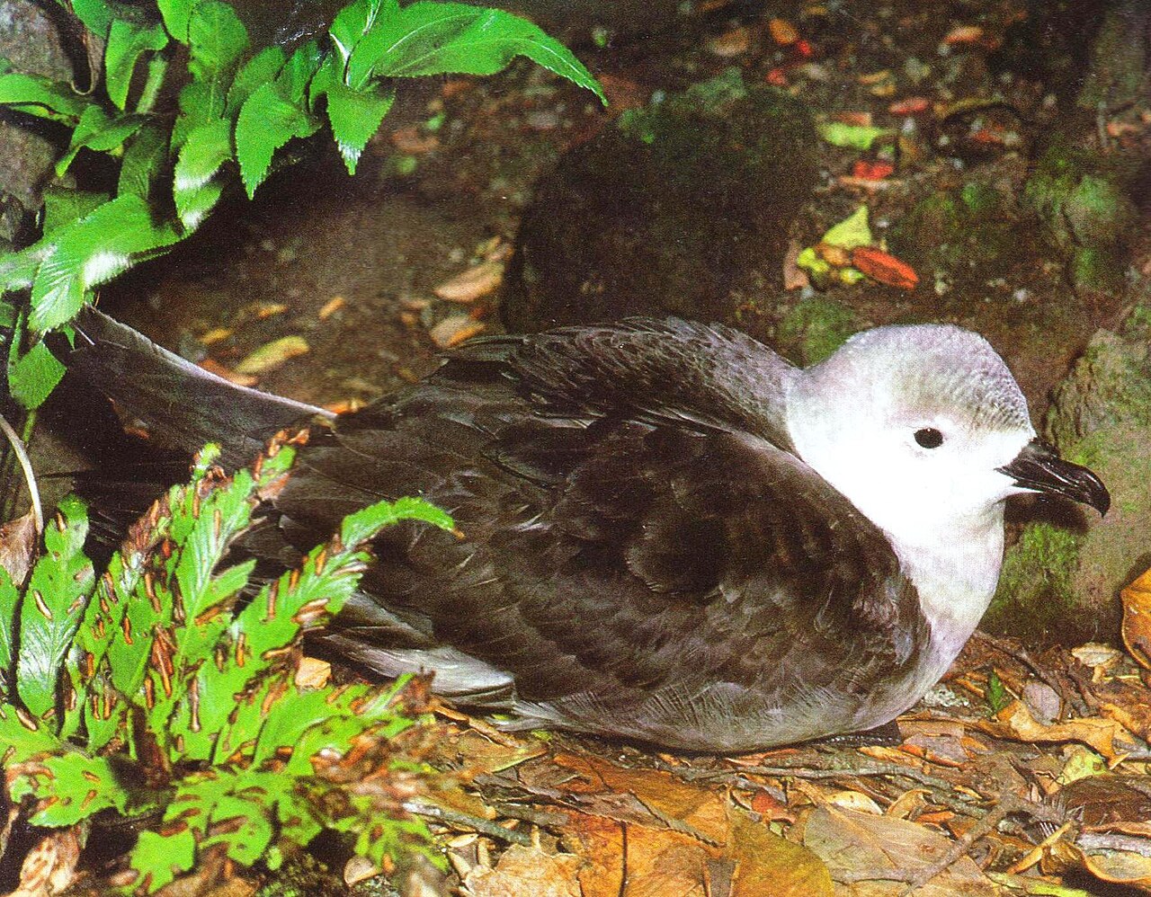 Kermadecstormvogel (Pterodroma neglecta)
