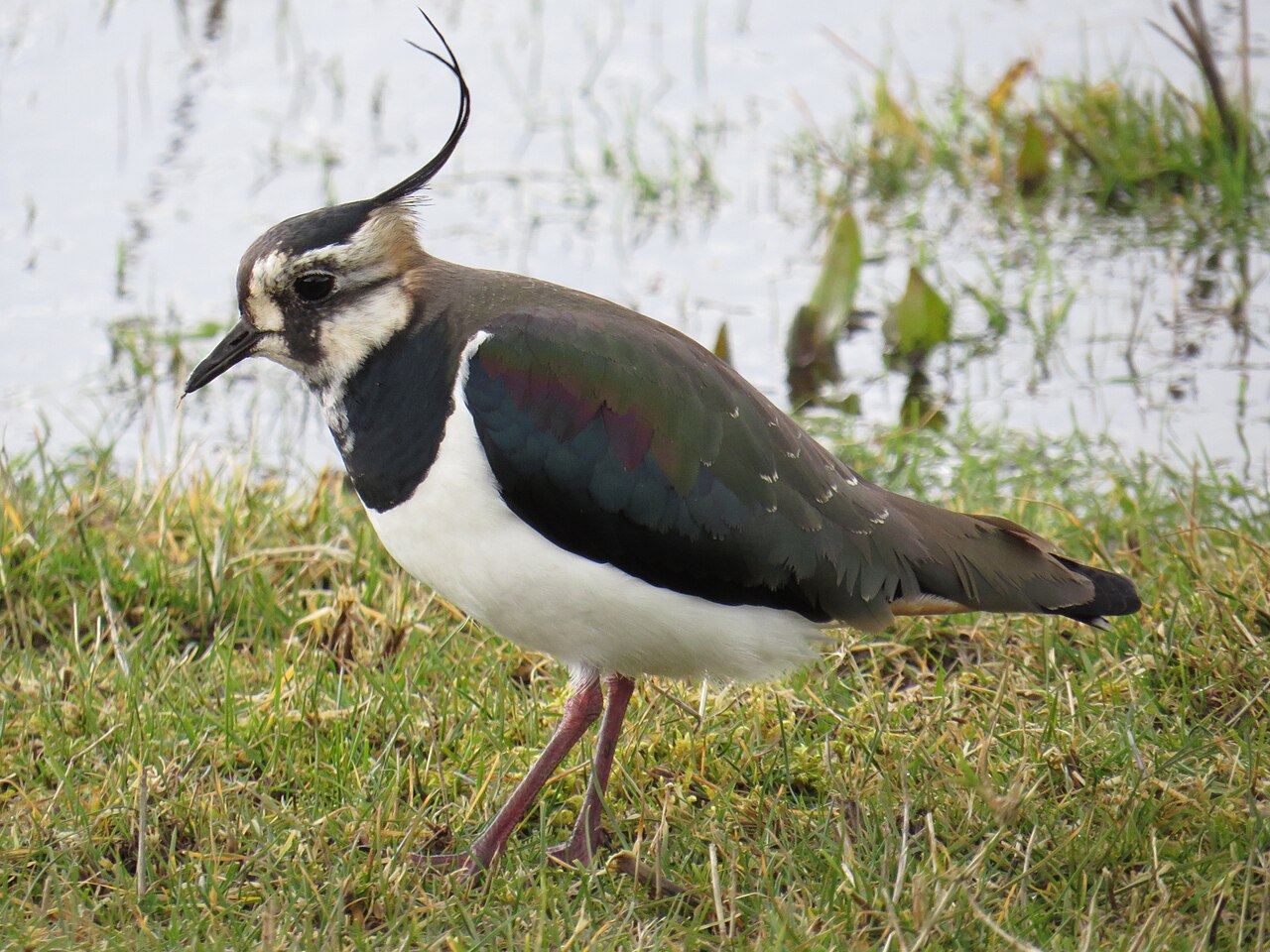 Kievit (Vanellus vanellus)