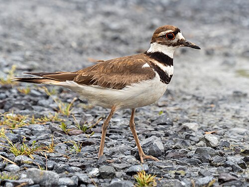 Killdeerplevier (Charadrius vociferus)