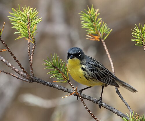 Kirtlands zanger (Setophaga kirtlandii)