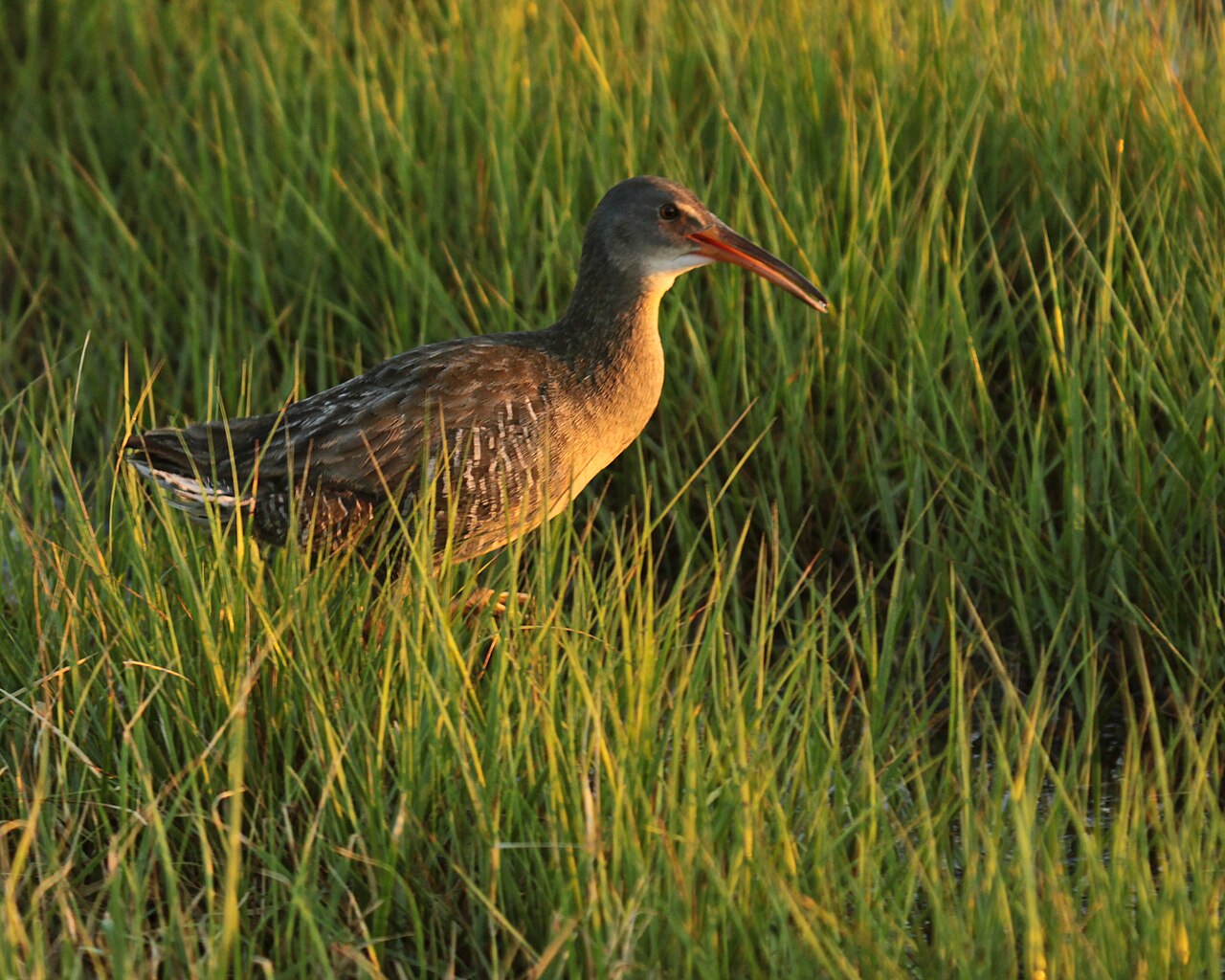 Rascón Crepitante (Rallus crepitans)