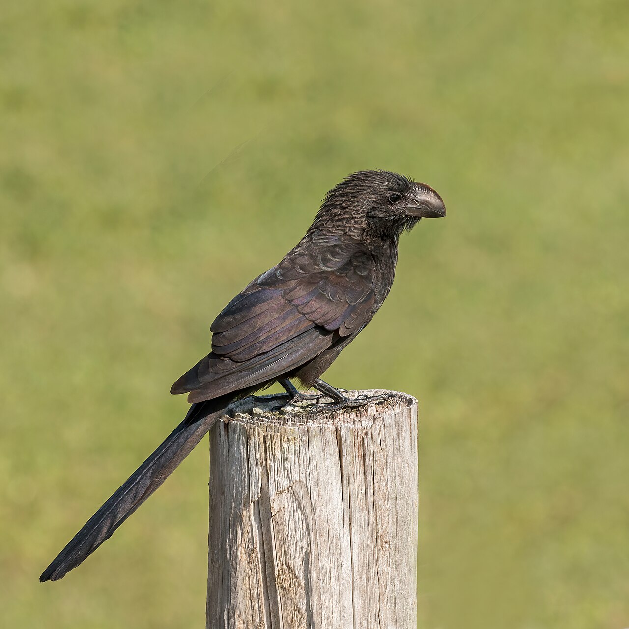 Kleine Ani (Crotophaga ani)