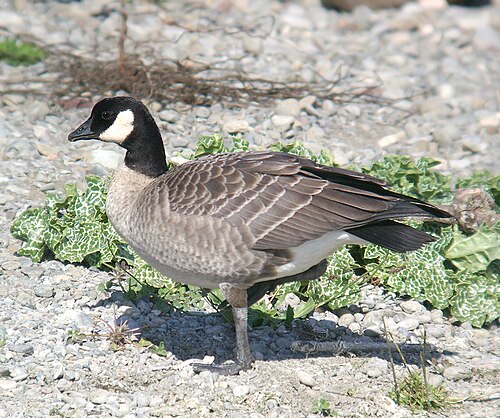 Kleine Canadese gans (Branta hutchinsii)
