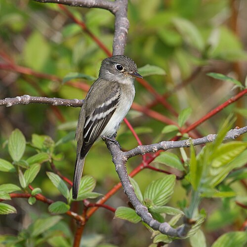 Kleine feetiran (Empidonax minimus)
