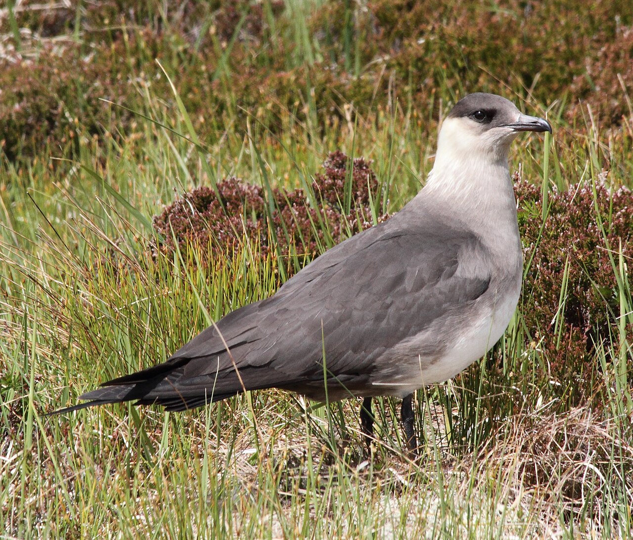 Parasitic Jaeger (Stercorarius parasiticus)