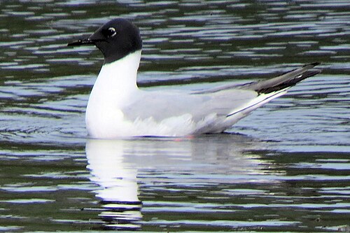Kleine kokmeeuw (Chroicocephalus philadelphia)