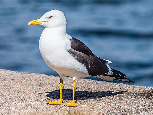 Kleine mantelmeeuw (Larus fuscus)