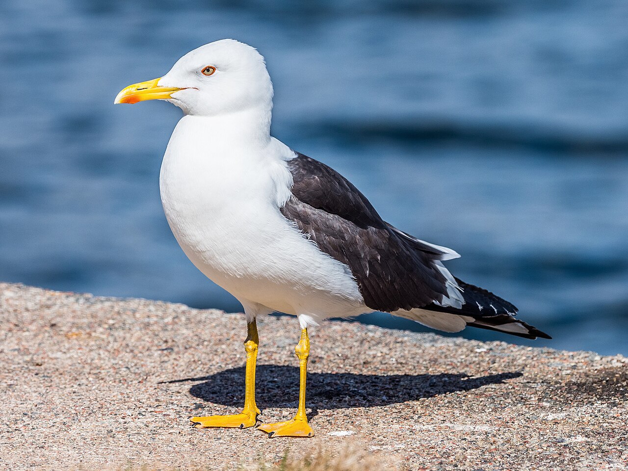 Gaviota sombría (Larus fuscus)