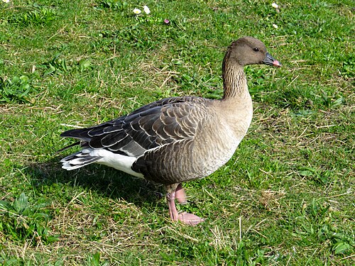 Kleine rietgans (Anser brachyrhynchus)