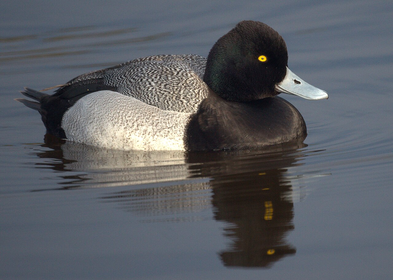 Kleine topper (Aythya affinis)