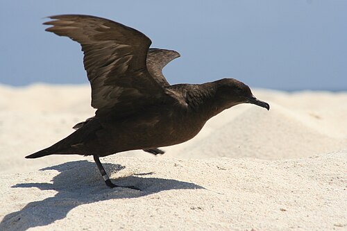 Kleine wigstaartpijlstormvogel (Puffinus nativitatis)