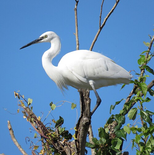 Kleine zilverreiger (Egretta garzetta)