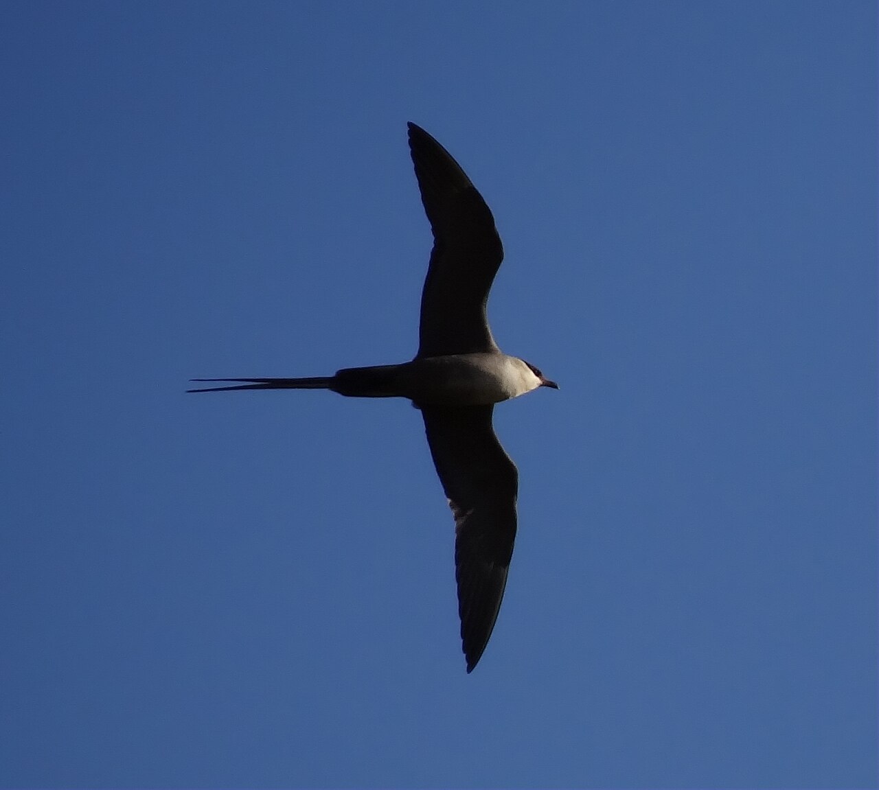 Kleinste jager (Stercorarius longicaudus)