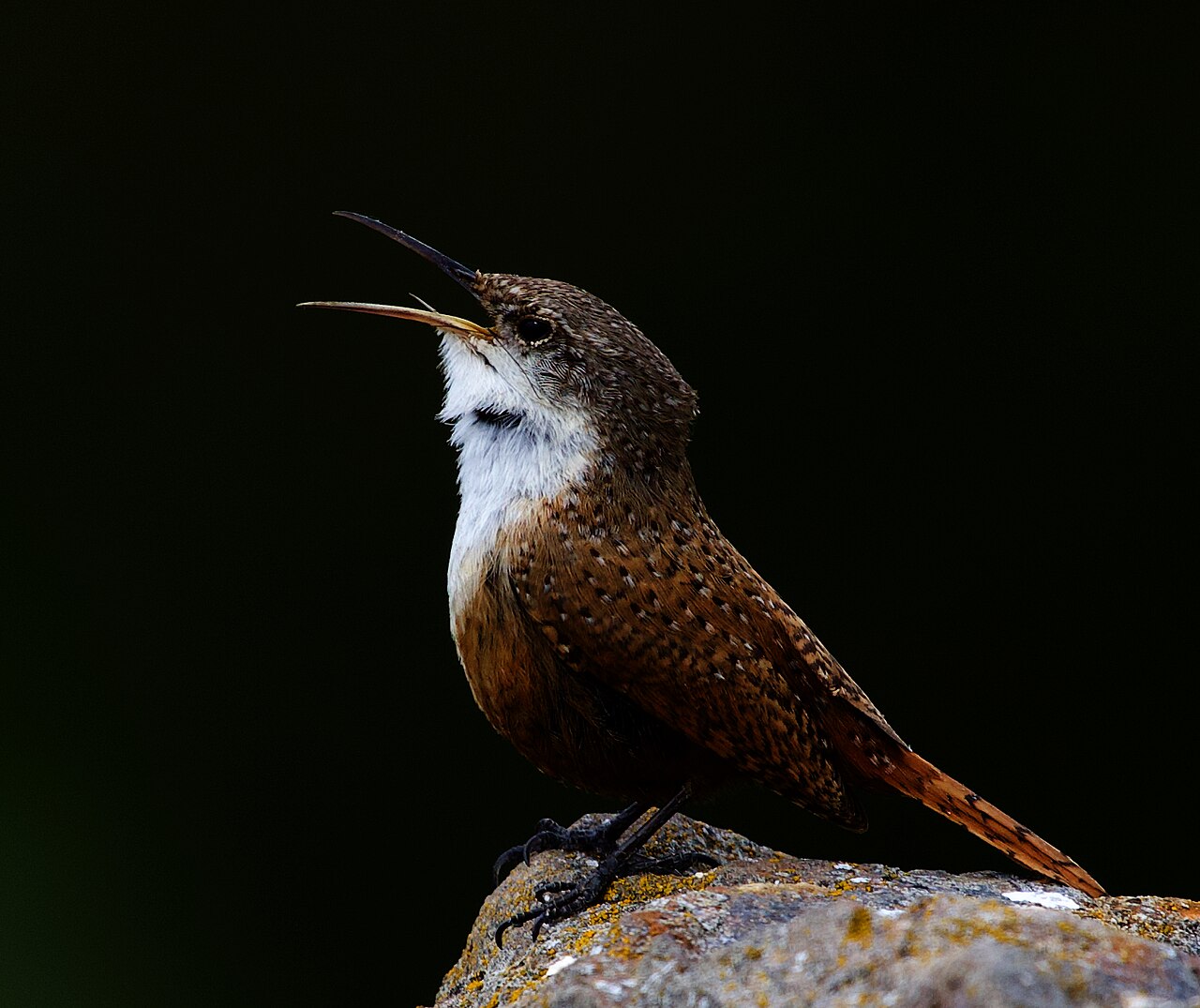 Canyon Wren (Catherpes mexicanus)