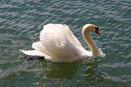 Knobbelzwaan (Cygnus olor)
