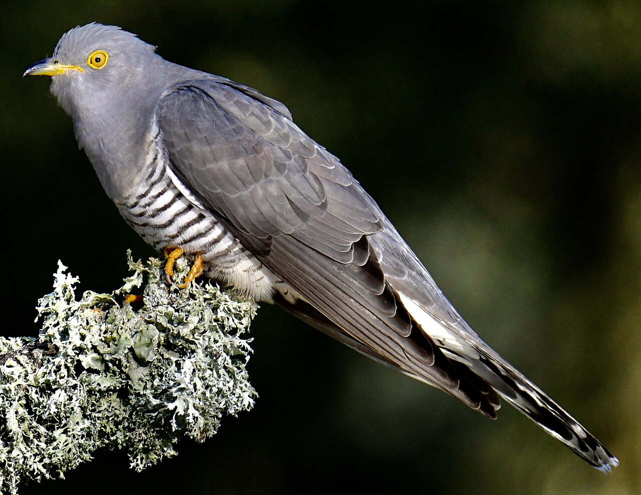 Common Cuckoo (Cuculus canorus)