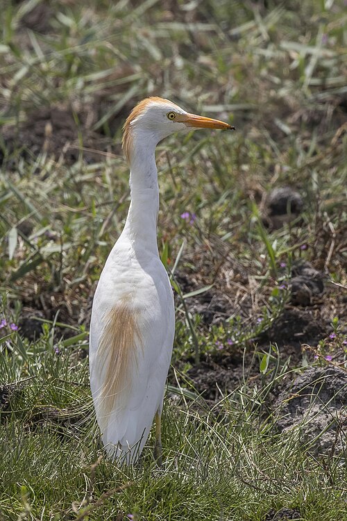 Koereiger (Ardea ibis)