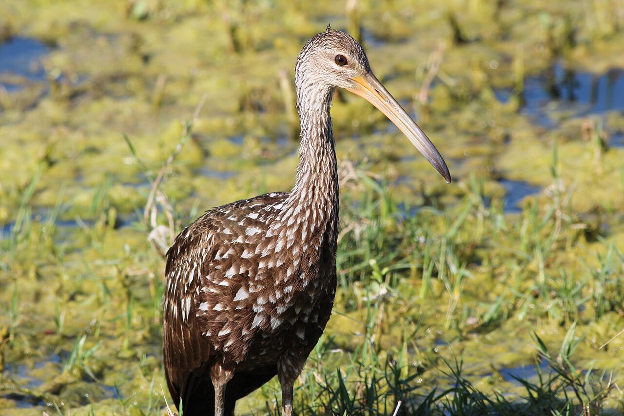 Limpkin (Aramus guarauna)