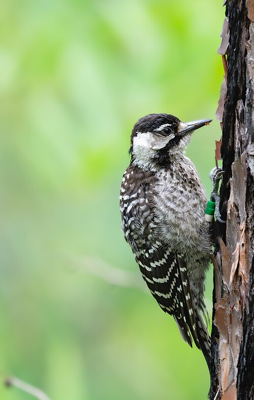 Kokardespecht (Leuconotopicus borealis)