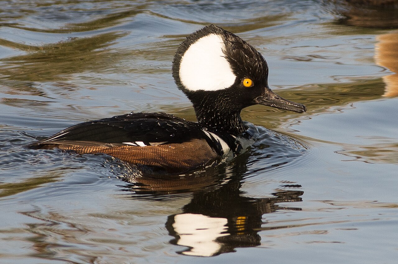 Kokardezaagbek (Lophodytes cucullatus)