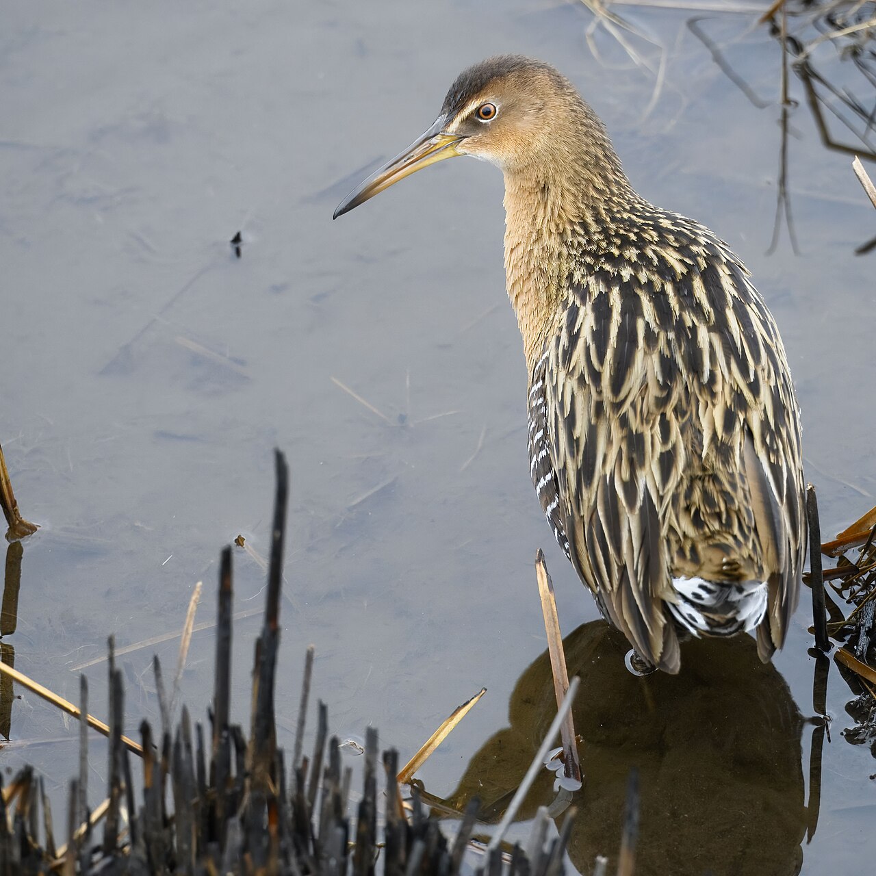Koningsral (Rallus elegans)