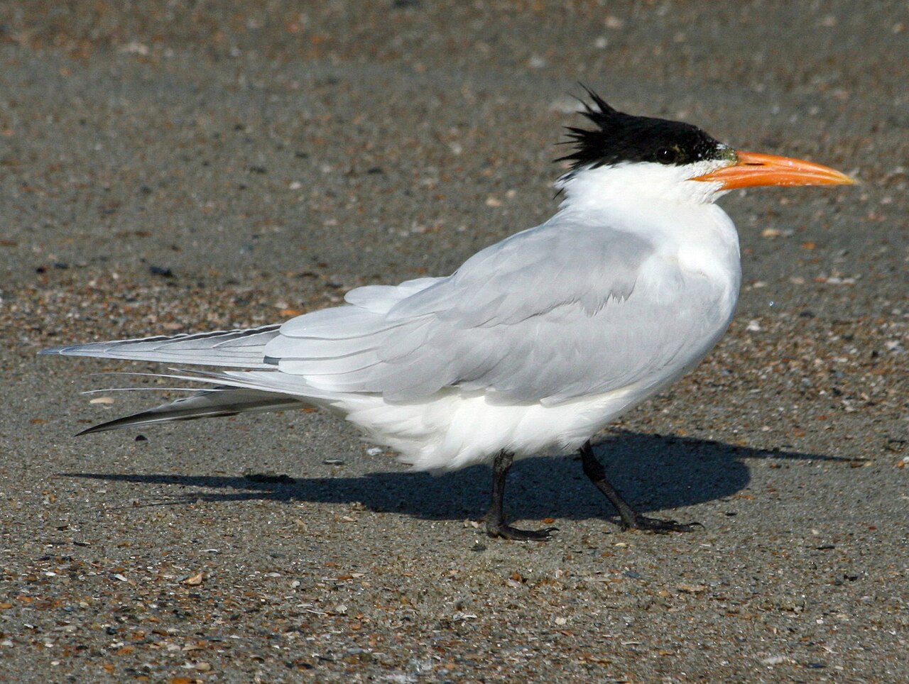 Koningsstern (Thalasseus maximus)