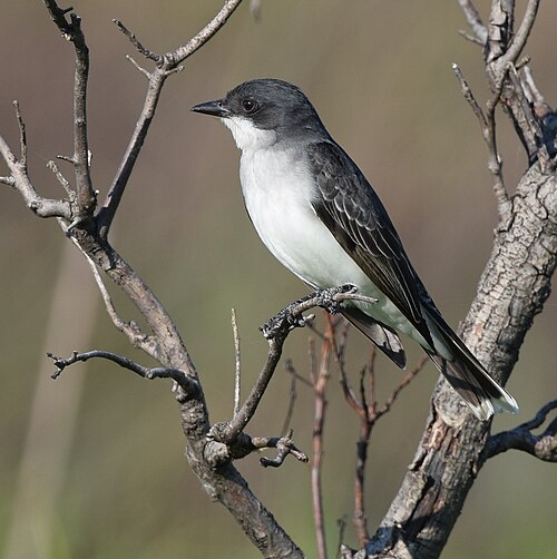 Koningstiran (Tyrannus tyrannus)