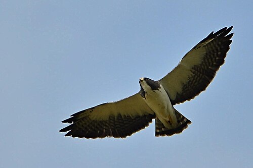Kortstaartbuizerd (Buteo brachyurus)