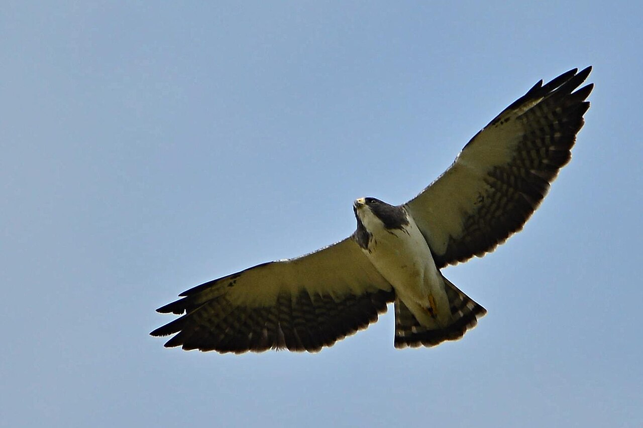 Busardo colicorto (Buteo brachyurus)
