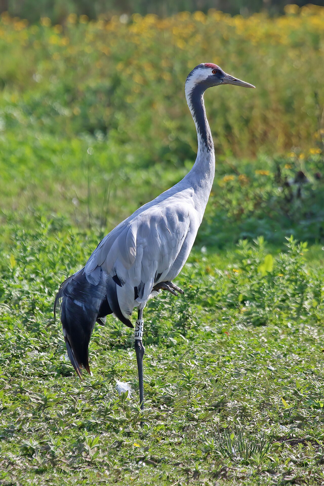 Kraanvogel (Grus grus)