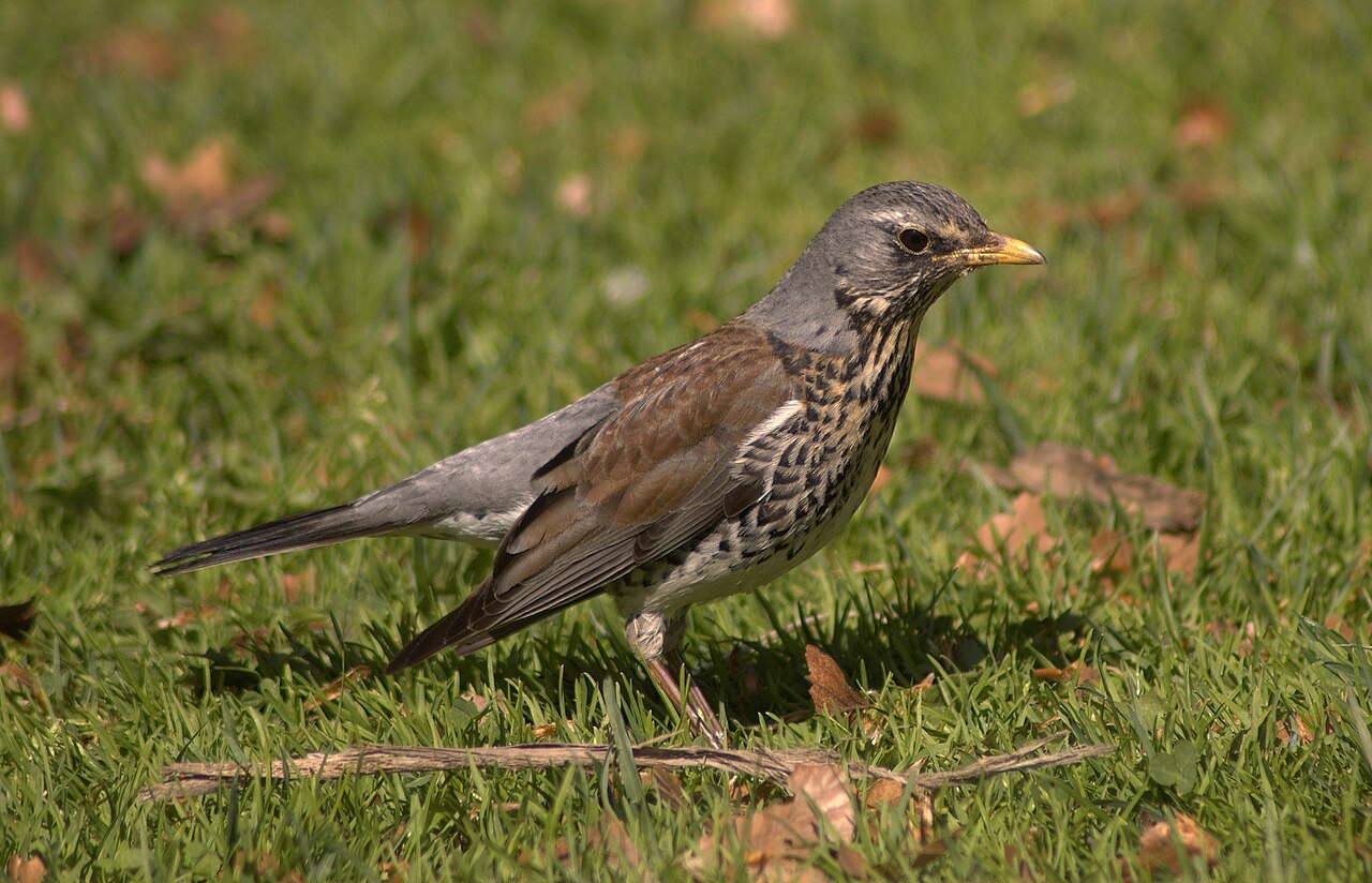 Kramsvogel (Turdus pilaris)