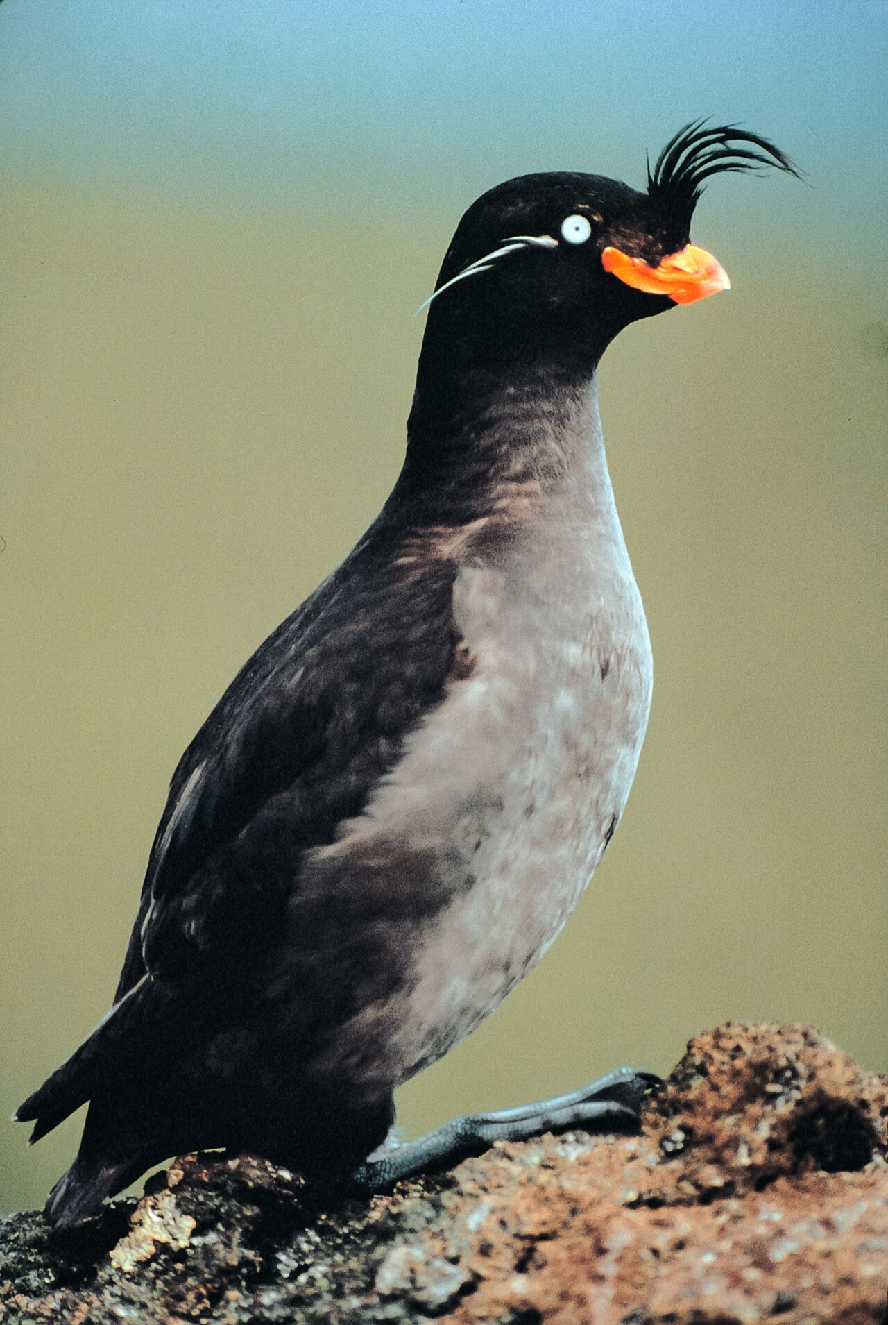 Kuifalk (Aethia cristatella)