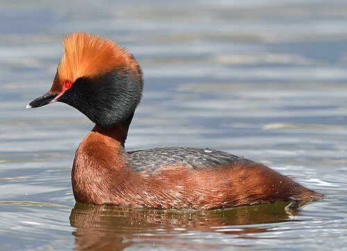 Kuifduiker (Podiceps auritus)