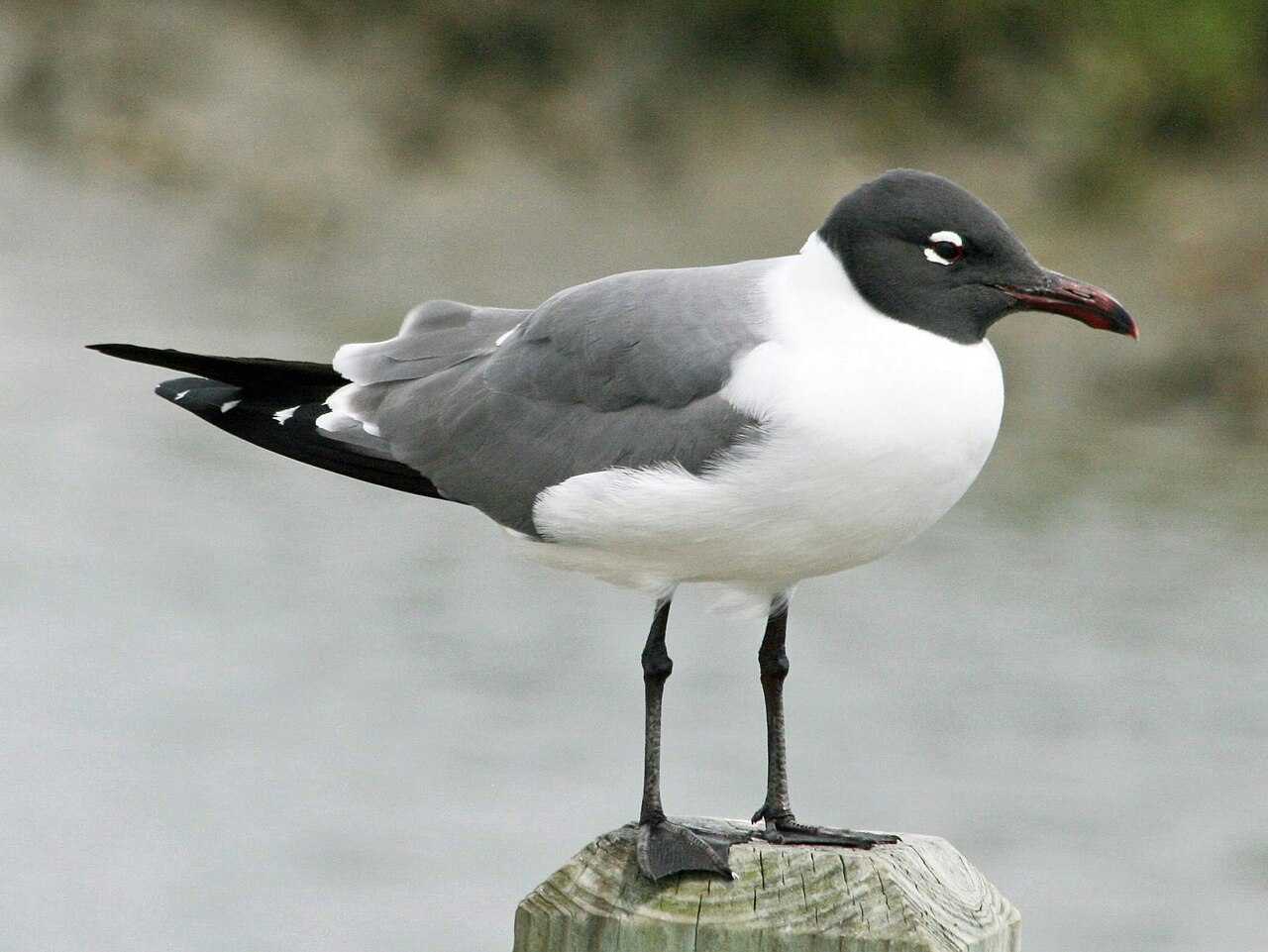 Lachmeeuw (Leucophaeus atricilla)