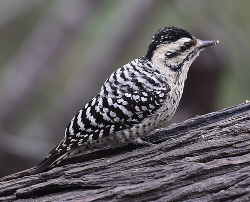 Ladderspecht (Dryobates scalaris)