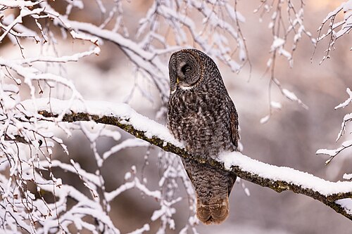 Laplanduil (Strix nebulosa)