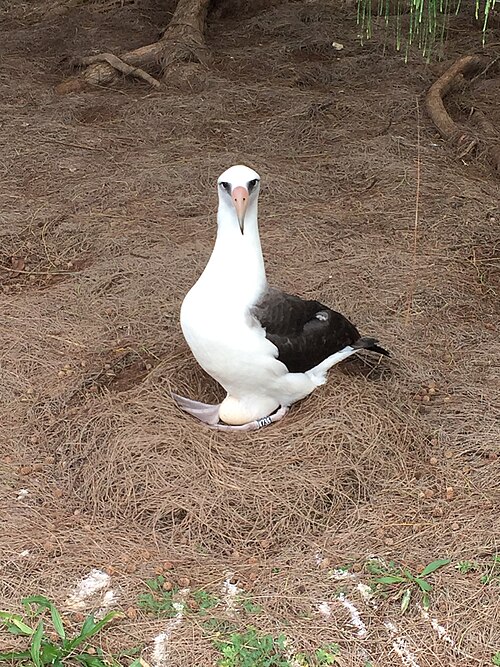 Laysanalbatros (Phoebastria immutabilis)