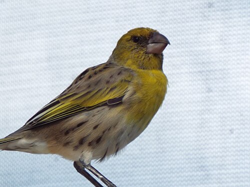 Laysanvink (Telespiza cantans)
