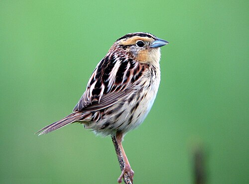 Lecontes gors (Ammospiza leconteii)