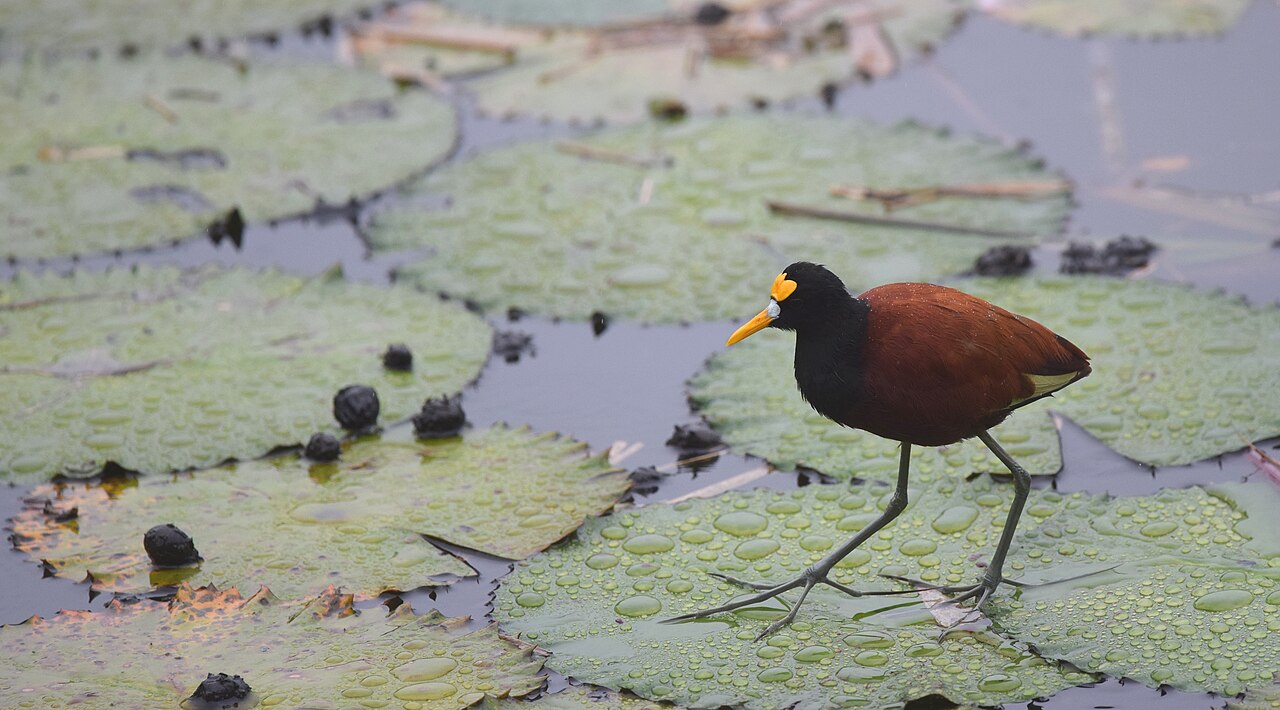 Northern Jacana (Jacana spinosa)