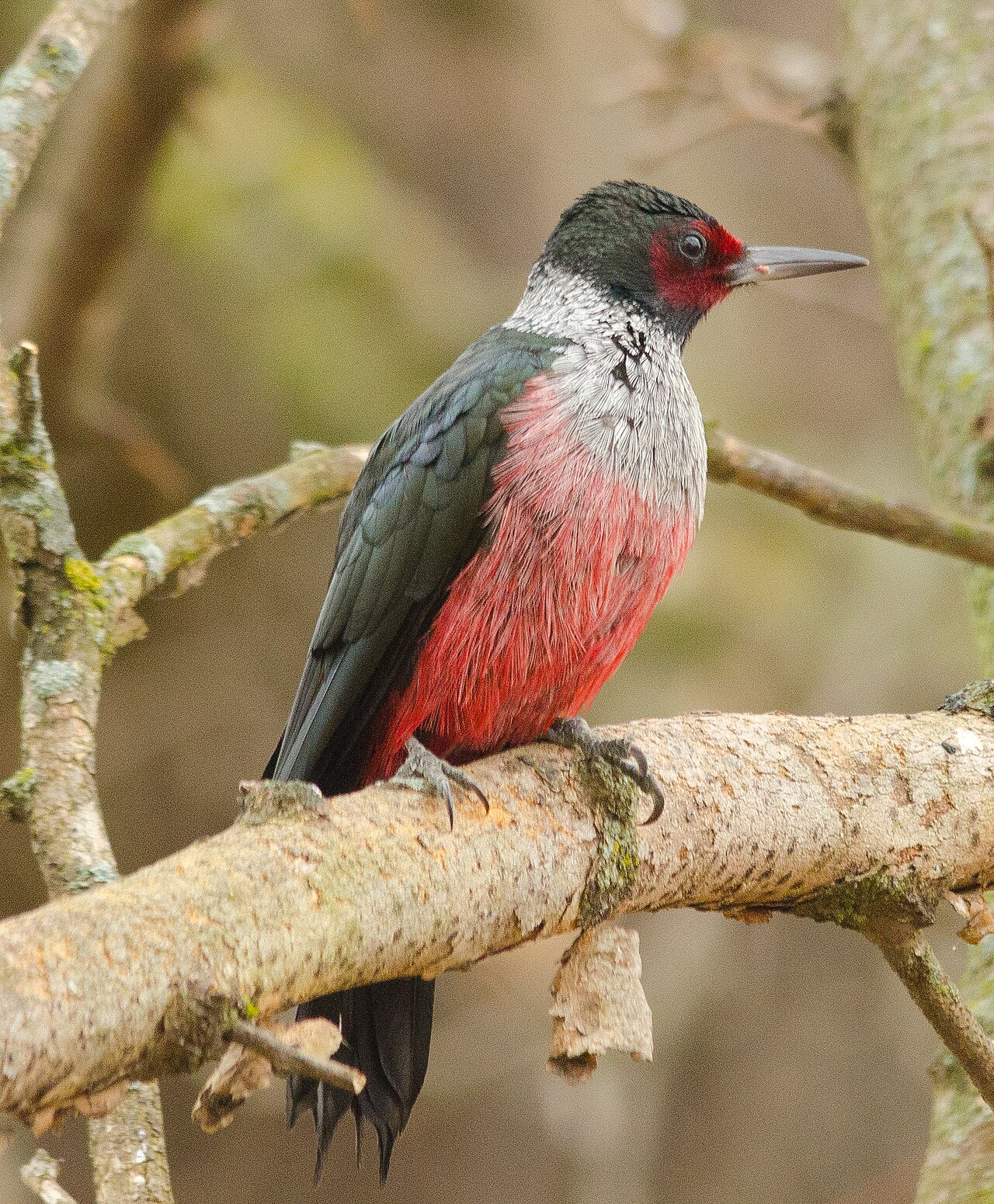Carpintero de Lewis (Melanerpes lewis)