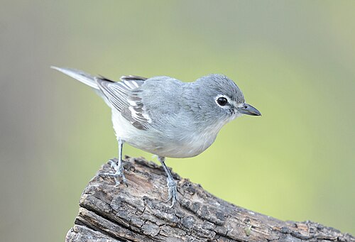 Loodkleurige vireo (Vireo plumbeus)