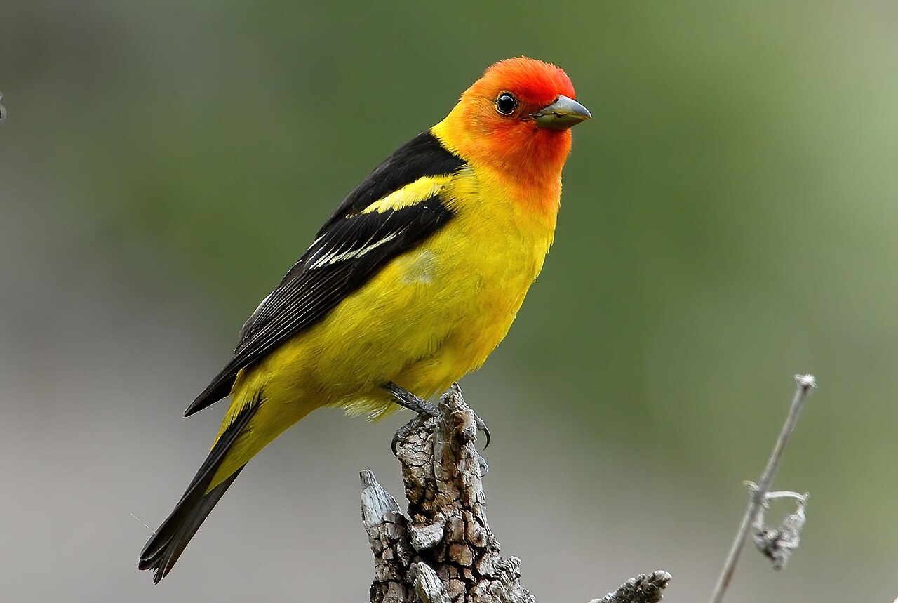 Western Tanager (Piranga ludoviciana)