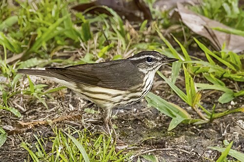 Louisianawaterlijster (Parkesia motacilla)