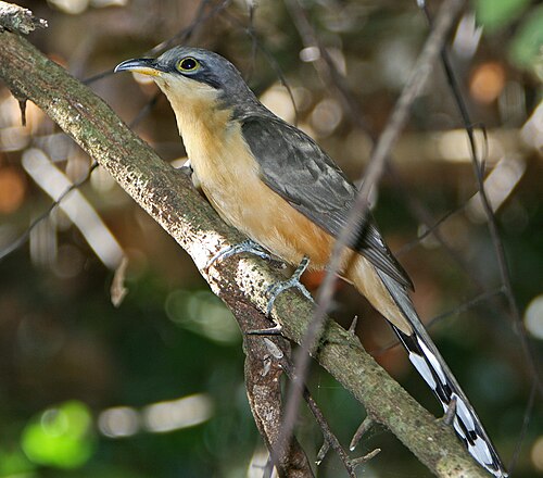 Mangrovekoekoek (Coccyzus minor)