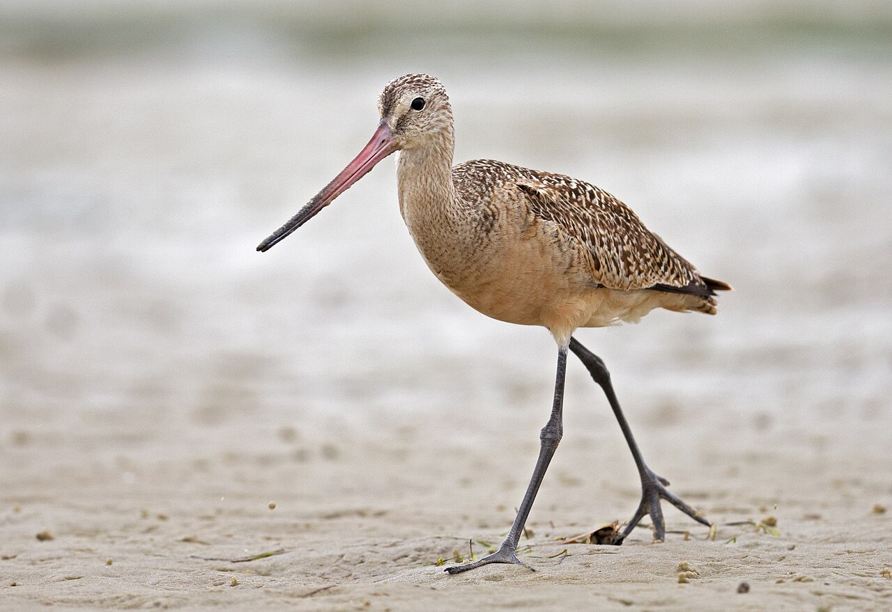 Marmergrutto (Limosa fedoa)