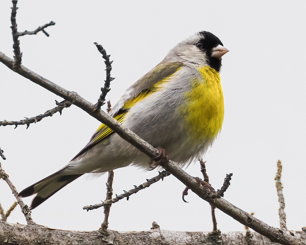 Maskergeelvink (Spinus lawrencei)
