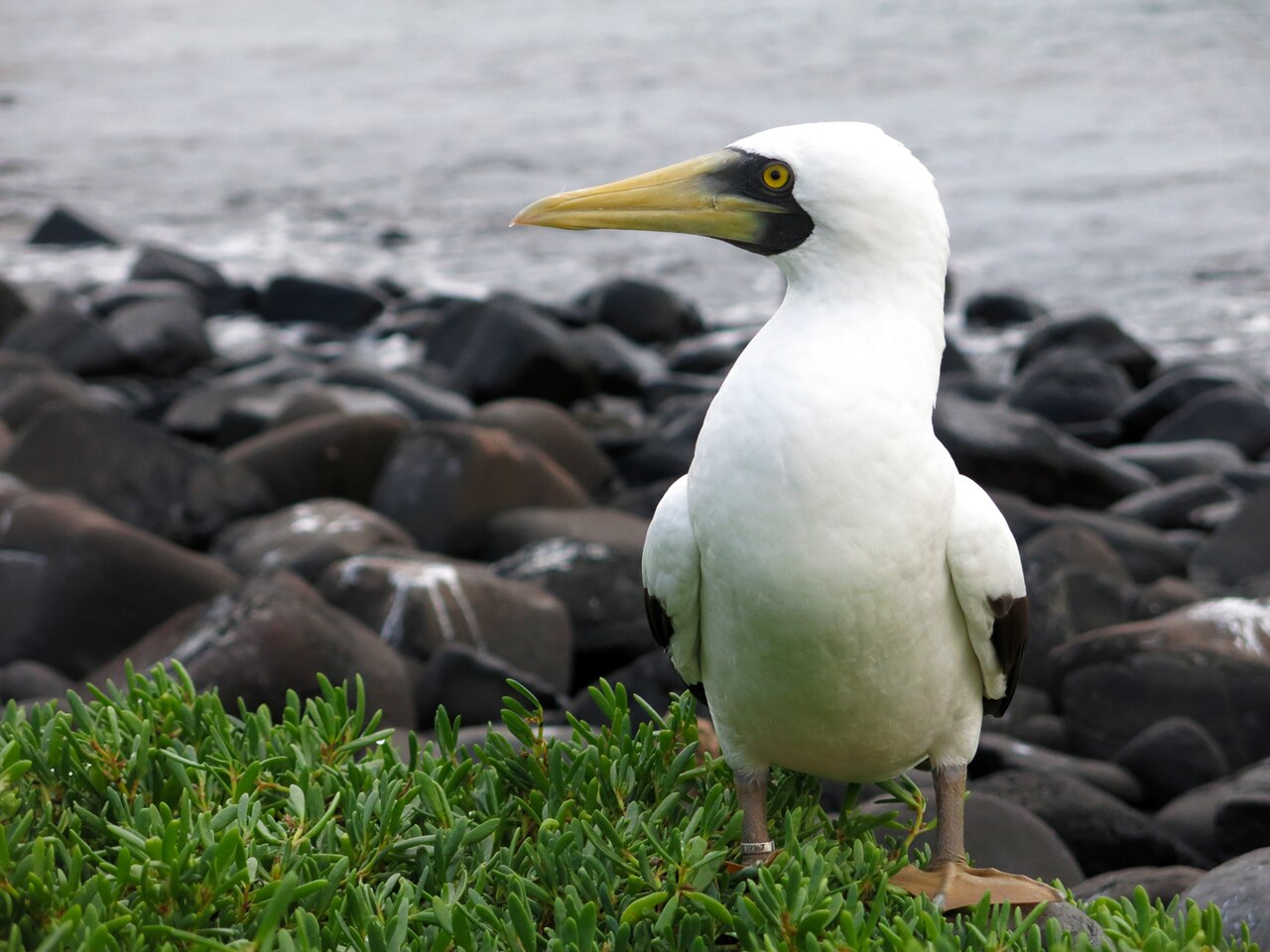 Maskergent (Sula dactylatra)