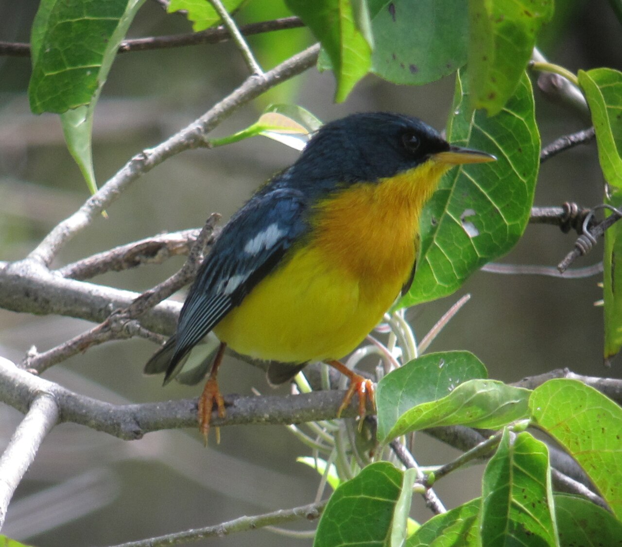 Maskerparulazanger (Setophaga pitiayumi)