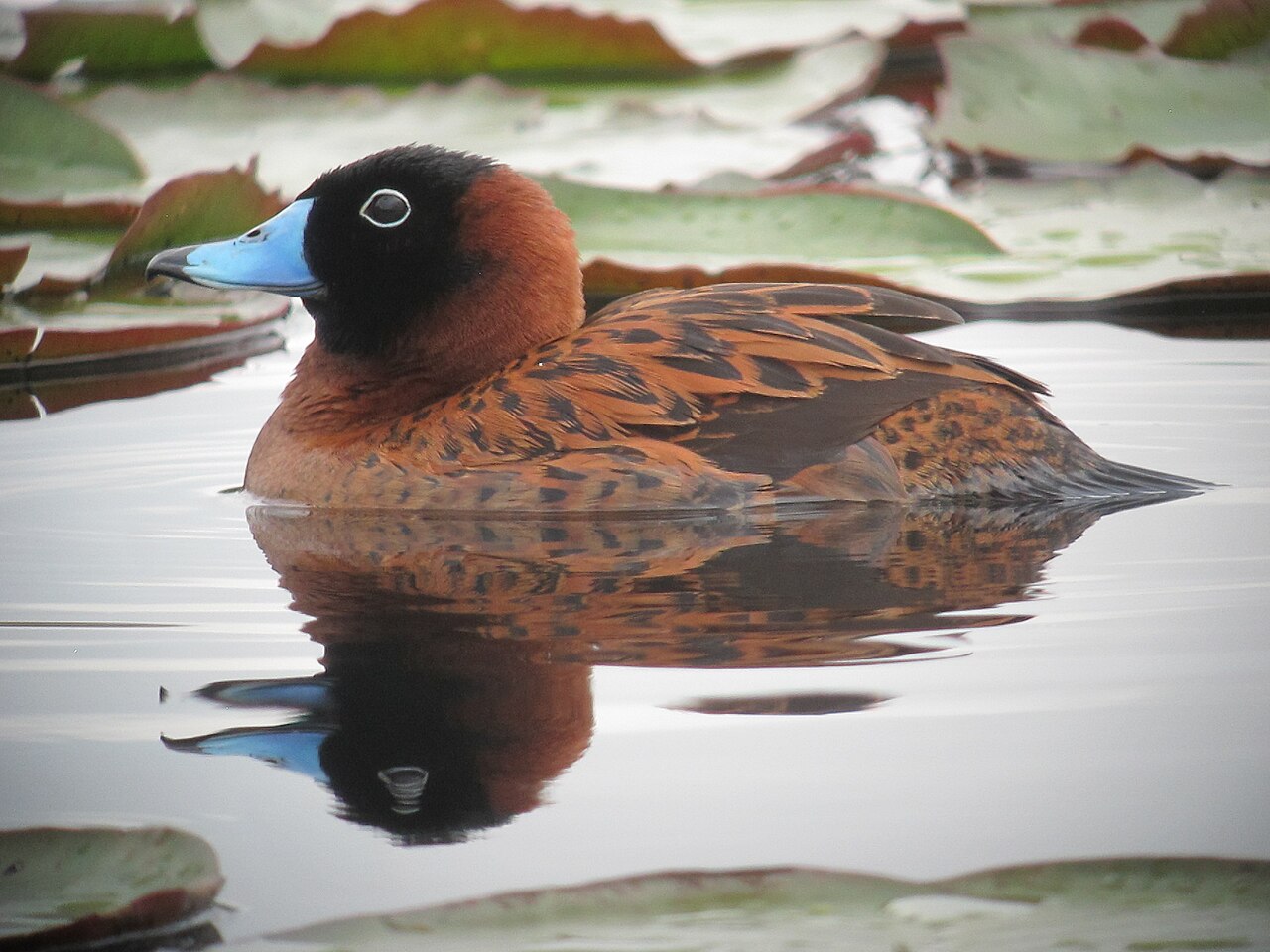 Maskerstekelstaart (Nomonyx dominicus)